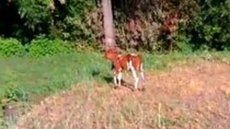 Телёнок резвится - смотреть видео (0:40)