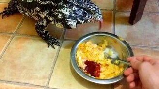 Кормление ящера с ложечки - смотреть видео (3:59)