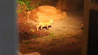 Два лисёнка и мячик - смотреть видео (1:25)