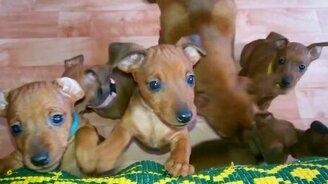 Смешные цвергпинчеры - смотреть видео (1:34)