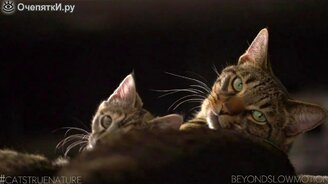 Кошки и коты в замедлении - смотреть видео (2:13)
