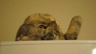 Кот падает с холодильника - смотреть видео (0:39)