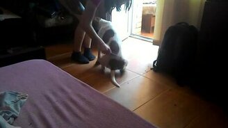 Реакция собаки на расчёску - смотреть видео (0:33)