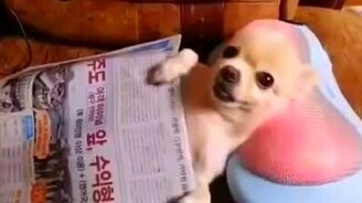 Собачка на массажной подушке - смотреть видео (0:15)