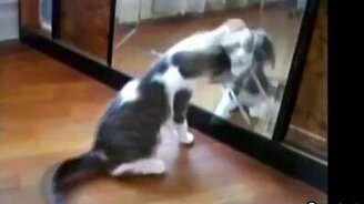 Кошки против своих отражений - смотреть видео (1:33)