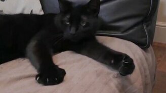 Котя, покажи класс! - смотреть видео (0:37)