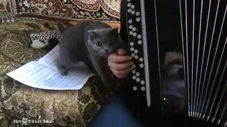 Не трогай баян! - смотреть видео (1:15)