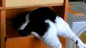 Толстяк возомнил себя стройняшкой - смотреть видео (1:19)