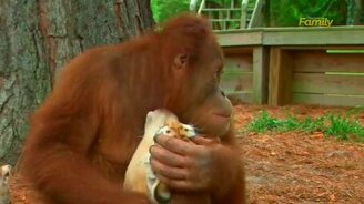 Няня для тигрят - смотреть видео (0:34)