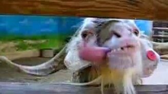 Ржачный козел - смотреть видео (0:32)