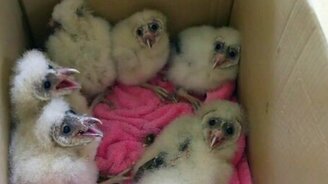 Устрашающие птенцы - смотреть видео (0:22)