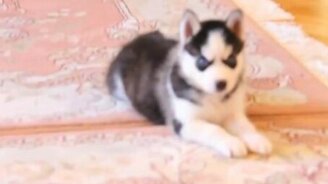 Милый своенравный щенок хаски - смотреть видео (2:44)