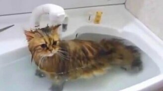 Купание неправильного кота - смотреть видео (3:17)