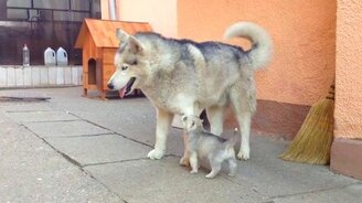 Папа играет с щенятами - смотреть видео (1:03)