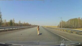 Жеребёнок на трассе - смотреть видео (2:25)