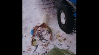 Песец на буровой - смотреть видео (1:04)