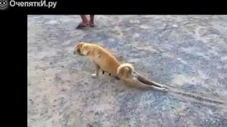 Неудача собаки-симулянтки - смотреть видео (0:20)