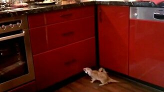 Сурикат против кухонного гарнитура - смотреть видео (1:06)
