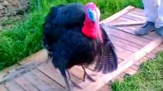 Индюшачья чечётка - смотреть видео (0:20)