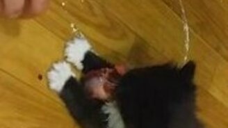 Маленький домашний хищник - смотреть видео (0:45)