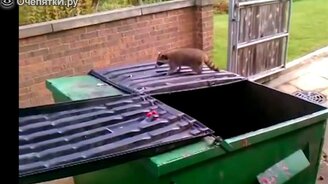 Неудачные прыжки животных - смотреть видео (2:50)