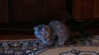 Кот смешно икает - смотреть видео (2:26)