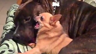 Маленькое исчадие ада - смотреть видео (1:00)