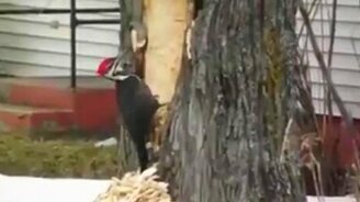 У дятла бомбануло - смотреть видео (0:54)