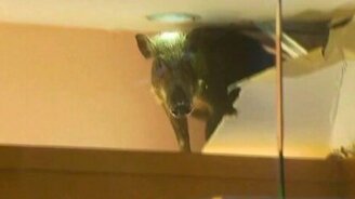 Дикий кабан в магазине - смотреть видео (0:52)