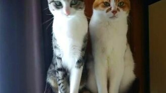 Один из котов поломался - смотреть видео (0:24)