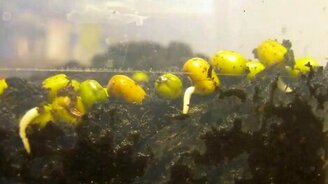 Как прорастает фасоль - смотреть видео (1:05)