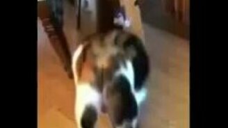 Кот покоряет узкую коробку - смотреть видео (0:07)