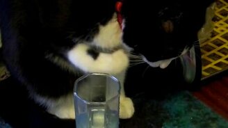 Странный кот Клёпа - смотреть видео (0:37)