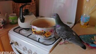 Самый наглый в мире голубь - смотреть видео (2:58)