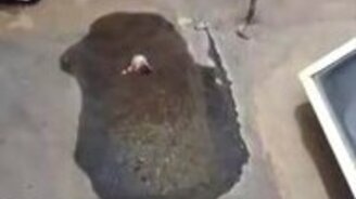 Кот-адреналинщик - смотреть видео (0:30)