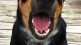 Собака лает шёпотом - смотреть видео (0:06)