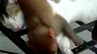 Малыш-обезьянка и преспокойнейший кот - смотреть видео (5:13)