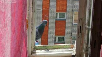 Повторный визит голубя - смотреть видео (2:28)