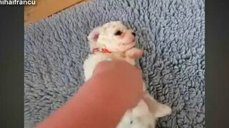 Смешные псинки - смотреть видео (5:06)