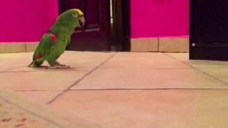 Попугай протиснулся и радуется - смотреть видео (0:25)