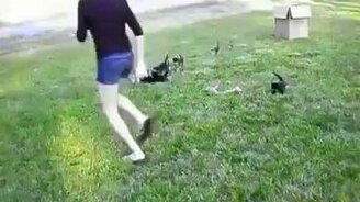 Кошки гонятся за девушкой - смотреть видео (0:27)