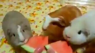 Свинки кушают арбуз - смотреть видео (0:18)