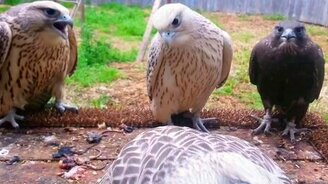 Жёсткое требование еды - смотреть видео (0:22)