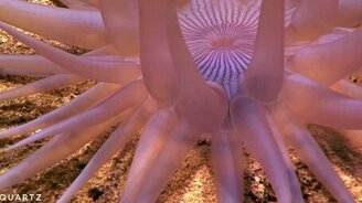 На большой океанской глубине... - смотреть видео (1:29)