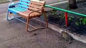 Умная ворона против кошки - смотреть видео (2:15)