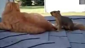 Белка и кот играются - смотреть видео (0:53)