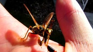 Гибрид оса-богомол - смотреть видео (3:43)