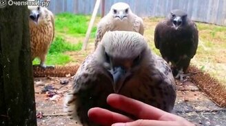 Казусы и весёлости в сборке - смотреть видео (3:44)