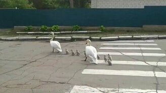 Лебеди гуляют по городу - смотреть видео (3:06)