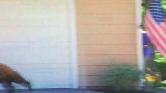 Медведь и человек встретились - смотреть видео (0:05)